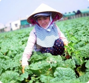 Tavian - Đặc sản vùng miền