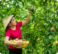 Tavian - Đặc sản vùng miền